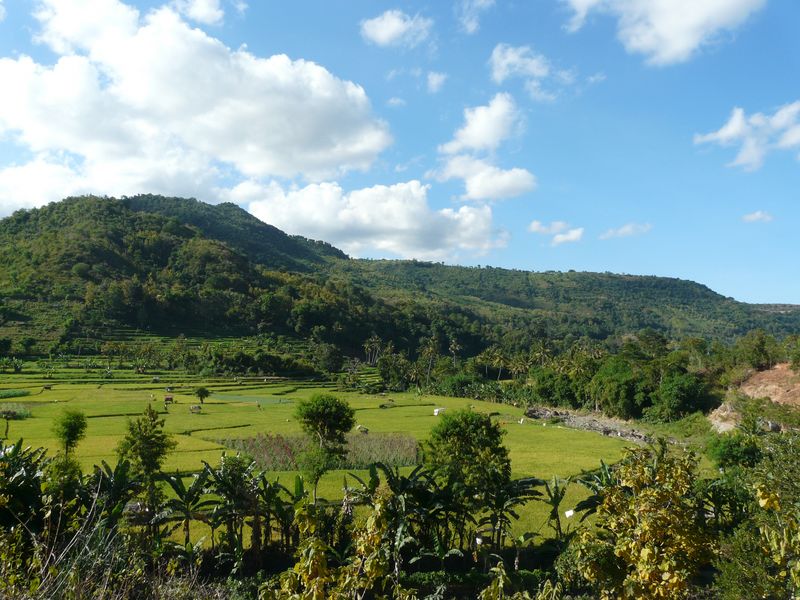 sape sumbawa