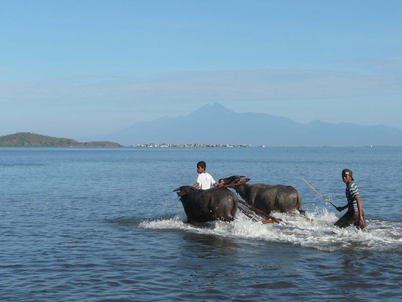 course de boeufs sumbawa