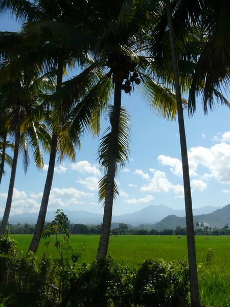 rizières a sumbawa